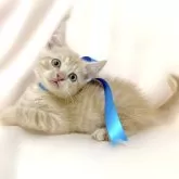 マンチカン(長足)【栃木県・男の子・2024年3月1日・クリームタビー】の写真3