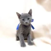 ロシアンブルー【栃木県・男の子・2019年9月10日・ブルー】の写真3