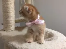 スコティッシュフォールド【栃木県・女の子・2015年8月28日・レッドタビー】の写真3