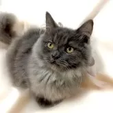 ミヌエット(長足)【栃木県・男の子・2024年5月1日・ブルー】の写真3