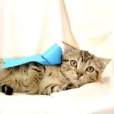 ジェネッタ【栃木県・男の子・2024年8月1日・ブラウンスポテッドタビー】の写真4