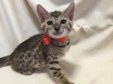 ベンガル【栃木県・男の子・2016年4月5日・ブラウンスポテッドタビー】の写真4