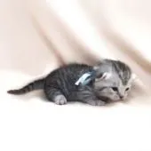 マンチカン【栃木県・男の子・2017年2月10日・シルバータビー】の写真4