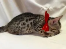 ベンガル【栃木県・男の子・2016年4月5日・ブラウンスポテッドタビー】の写真5