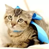 ジェネッタ【栃木県・男の子・2024年8月1日・ブラウンスポテッドタビー】の写真5