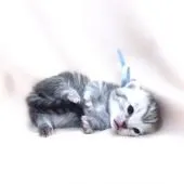 マンチカン【栃木県・男の子・2017年2月10日・シルバータビー】の写真5