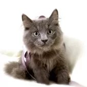 マンチカン(長足)【栃木県・男の子・2025年7月18日・ブルー】の写真9