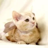 マンチカン(短足)【栃木県・男の子・2025年7月25日・クリームタビー】の写真5