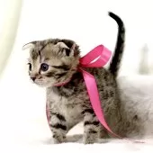 ジェネッタ【栃木県・女の子・2025年3月31日・ブラウンスポテッドタビー】の写真5