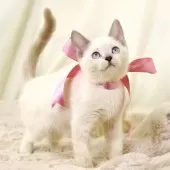 マンチカン(長足)【栃木県・女の子・2025年8月15日・ブルーポイント】の写真2