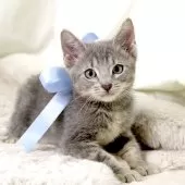 マンチカン(長足)【栃木県・男の子・2025年3月28日・シルバータビー】の写真2