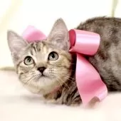 マンチカン(短足)【栃木県・女の子・2025年7月11日・シルバーパッチドタビー】の写真2