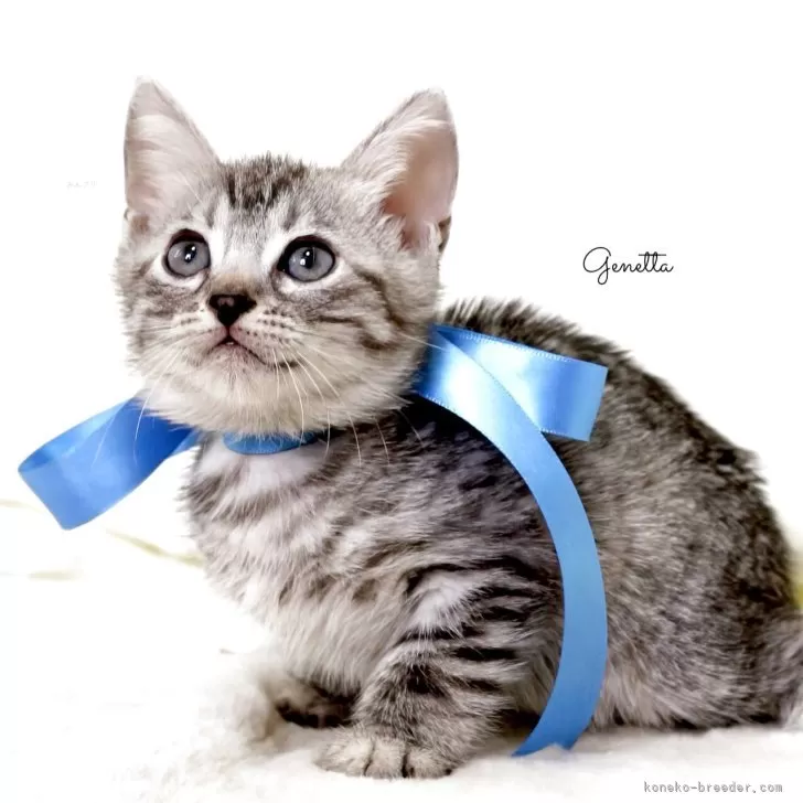 H.H 様のお迎えした子猫