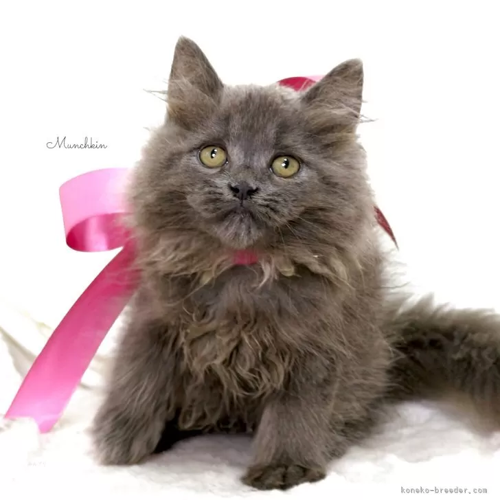 ID：2505-02218の子猫
