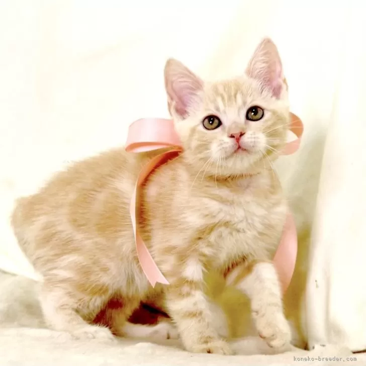 ID：2509-00790の子猫