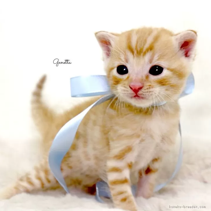 あや 様のお迎えした子猫
