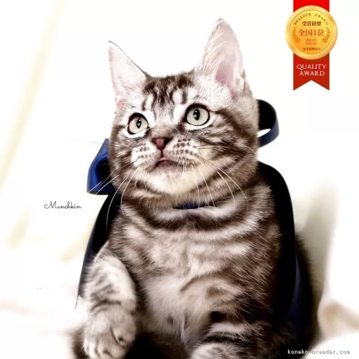 マンチカン(長足)【栃木県・男の子・2025年6月25日・シルバータビー】の写真1