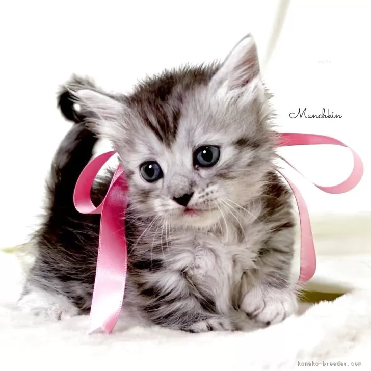 Y.O 様のお迎えした子猫