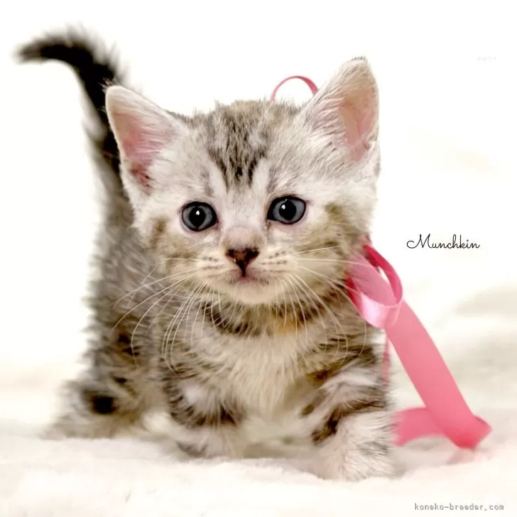 ID:2503-00053の子猫