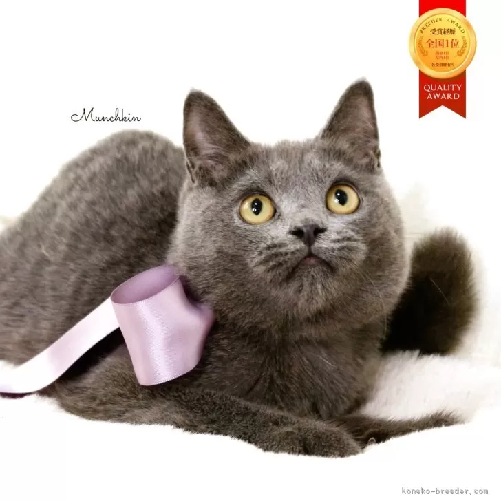 マンチカン(長足)【栃木県・男の子・2025年5月17日・ブルー】の写真1