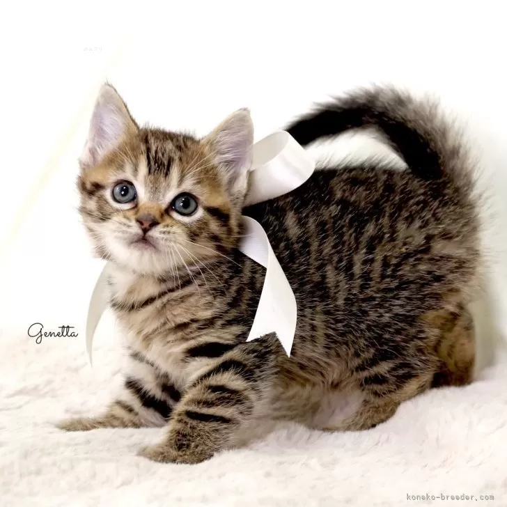 tomo 様のお迎えした子猫