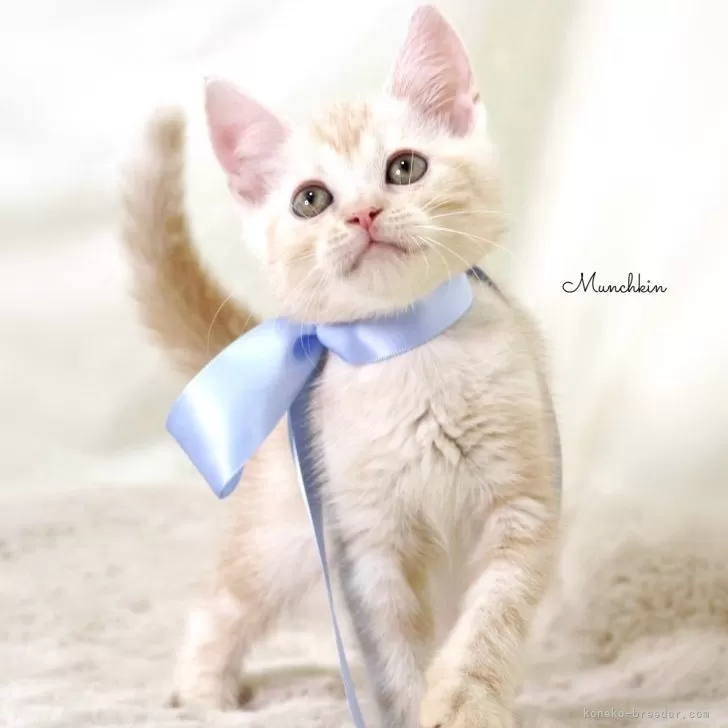 ID:2502-00239の子猫