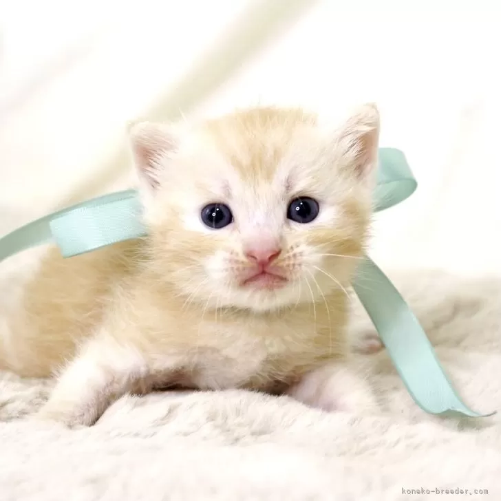 ID：2504-01788の子猫
