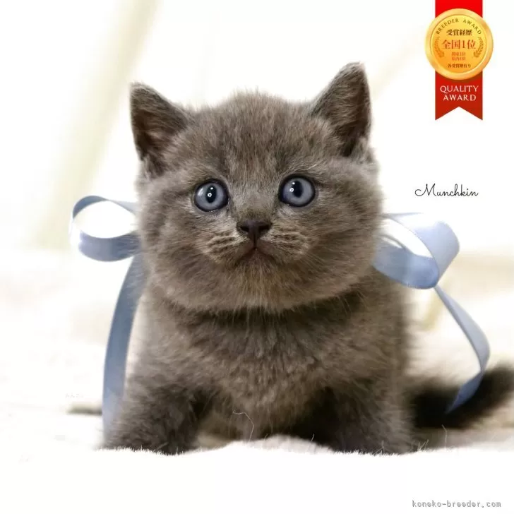 マンチカン(長足)【栃木県・男の子・2025年10月1日・ブルー】の写真1