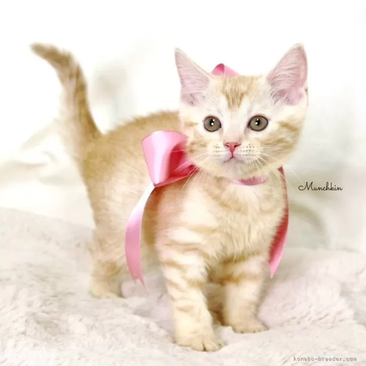 A.U 様のお迎えした子猫