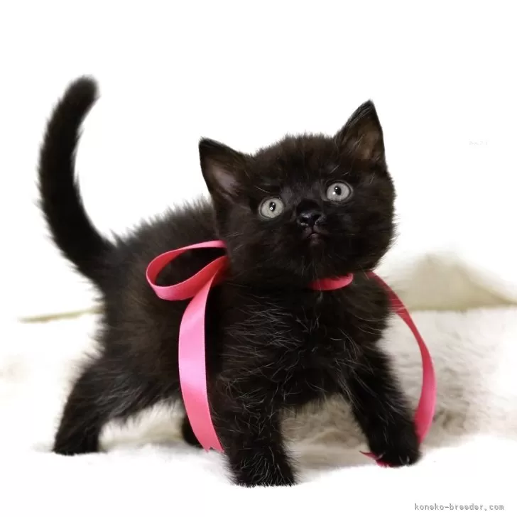YT 様のお迎えした子猫