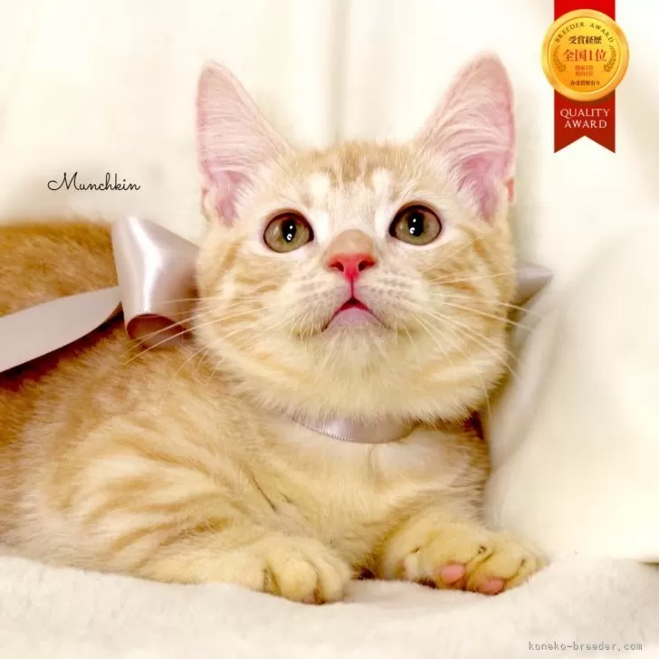 K.B 様のお迎えした子猫