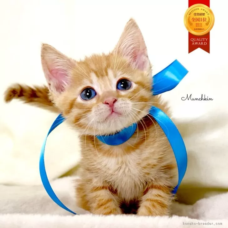 T.K 様のお迎えした子猫