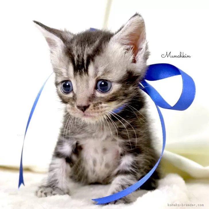 ID：2508-00351の子猫