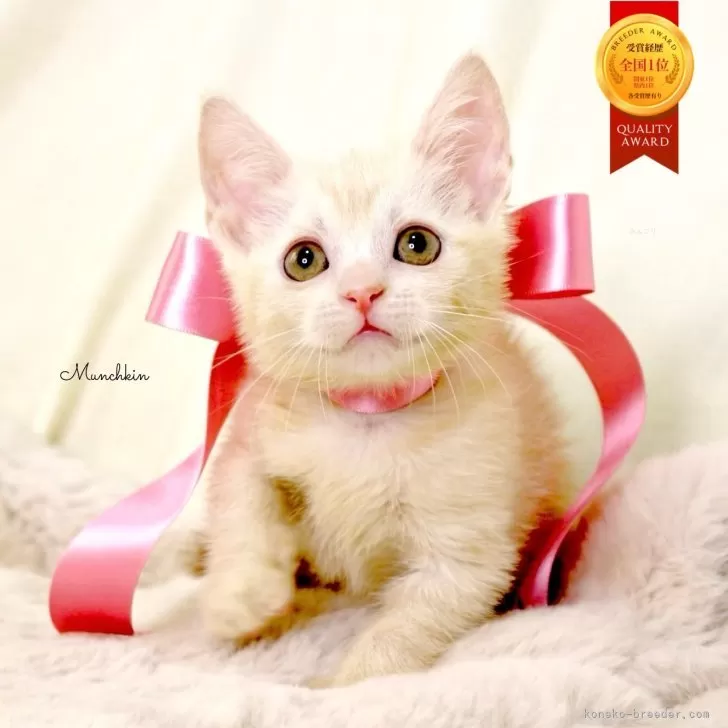 マンチカン(長足)【栃木県・女の子・2025年9月17日・クリームタビー】の写真1