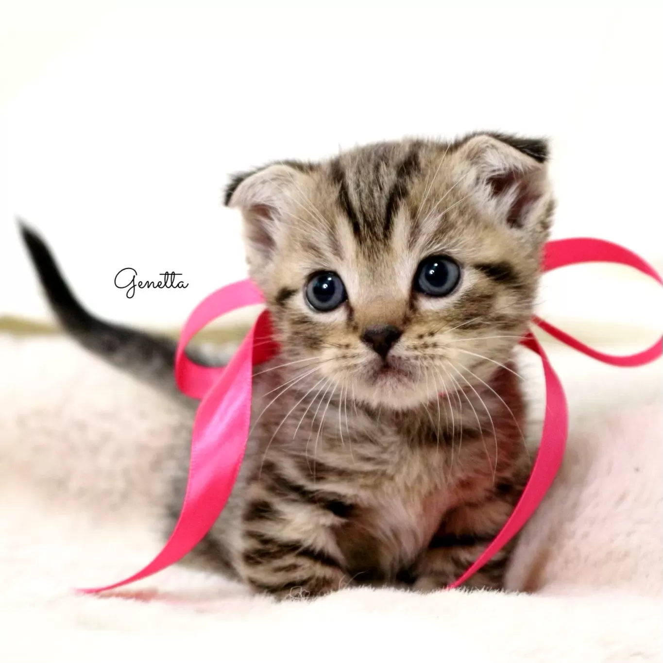 ID:2506-00857の子猫