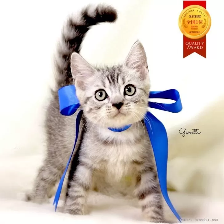 S.T 様のお迎えした子猫