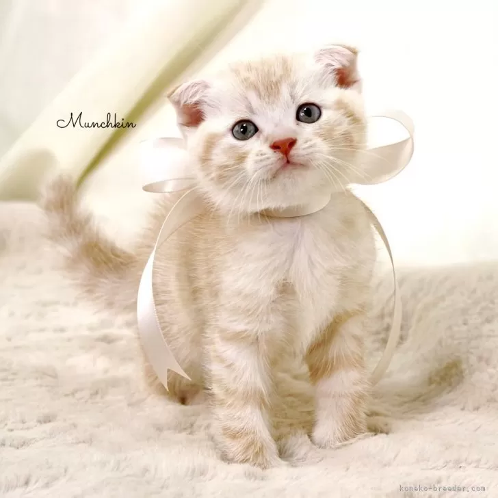 ID:2502-00238の子猫