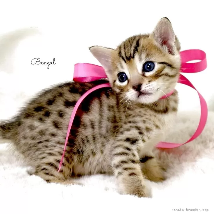 ID:2504-02791の子猫