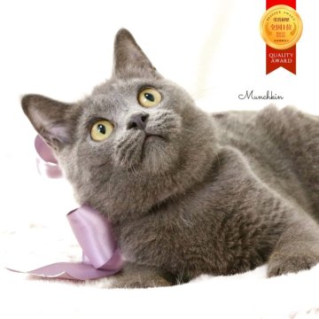 マンチカン(長足)【栃木県・男の子・2025年5月17日・ブルー】の写真「お顔がまんまる🐻‍❄️可愛い男の子🐻‍❄️」