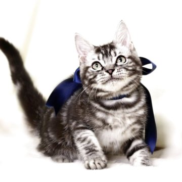 マンチカン(長足)【栃木県・男の子・2025年6月25日・シルバータビー】の写真「アメショーmix可愛い男の子🐻‍❄️💙」