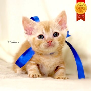 マンチカン(短足)【栃木県・男の子・2025年11月3日・レッドタビー】の写真「アメショーmix♪極短足🐾可愛い男の子🐻💙」