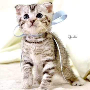 ジェネッタ【栃木県・男の子・2025年6月5日・シルバースポテッドタビー】の写真「可愛い🩵男の子🐾」