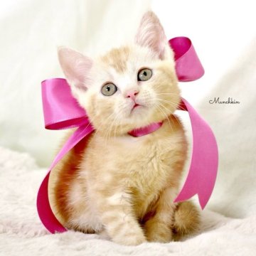 マンチカン(長足)【栃木県・女の子・2025年2月3日・クリームタビー】の写真「可愛い女の子🎀　父猫　グランドCH🏆」