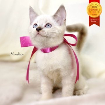 マンチカン(長足)【栃木県・女の子・2025年8月15日・ブルーポイント】の写真「可愛い女の子🐻‍❄️🎀🫧」