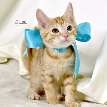 ジェネッタ【栃木県・男の子・2025年3月31日・レッドスポテッドタビー】の写真「可愛い男の子💚　父猫　チャンピオン🏆」