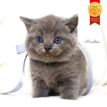 マンチカン(長足)【栃木県・男の子・2025年10月1日・ブルー】の写真「珍しい希少ブルー長足の男の子🐻‍❄️🫧」