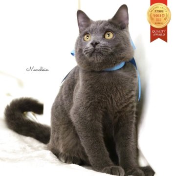 マンチカン(長足)【栃木県・男の子・2025年5月17日・ブルー】の写真「お顔がまんまる🐻‍❄️可愛い男の子🐻‍❄️💙」