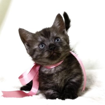 マンチカン(短足)【栃木県・女の子・2025年3月5日・ブラックスモーク】の写真「可愛い極短足🐾女の子🐈‍⬛🎀」