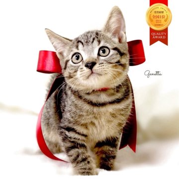 ジェネッタ【栃木県・男の子・2025年8月14日・ブラウンスポテッドタビー】の写真「可愛い男の子🐈‍⬛🫧　父猫　チャンピオン🏆」