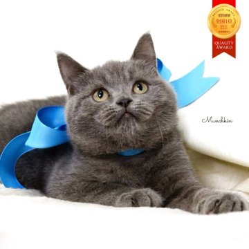 マンチカン(長足)【栃木県・男の子・2025年9月1日・ブルー】の写真「可愛い男の子🐈‍⬛💙」